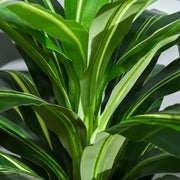 110cm/3.6FT Artificial Dracaena Plant Realistic Fake Tree Potted Indoor