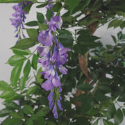 Artificial Purple Wisteria Tree 110cm Green Realistic Faux Indoor Home Office