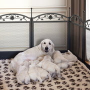 Heavy Duty Dog Puppy Play Pen w/ Floor Mat Pet Enclosure Exercise Playpen Large